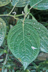 Piper aequale