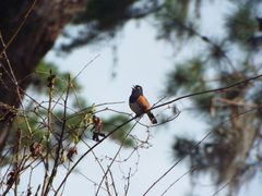 Pipilo erythrophthalmus alleni