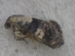Hypertrophinae