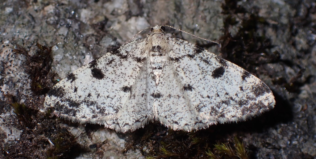 Dotted Carpet