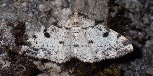 Alcis jubata (Thunberg, 1788)