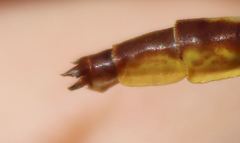 Phanogomphus cavillaris