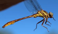 Phanogomphus cavillaris