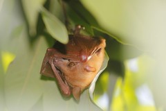 Macroglossus minimus