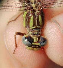 Phanogomphus cavillaris