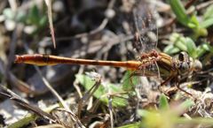 Phanogomphus cavillaris