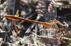 Phanogomphus cavillaris