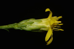 Solidago arenicola