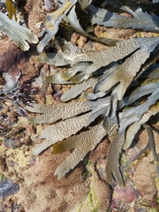 Fucus serratus