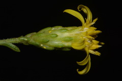 Solidago arenicola