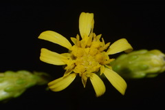 Solidago arenicola
