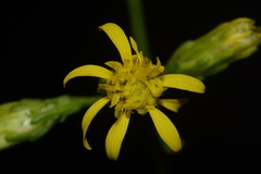 Solidago arenicola
