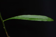 Solidago arenicola