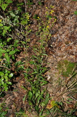 Solidago arenicola