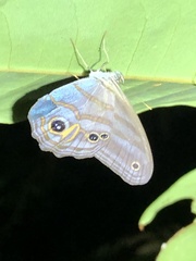 Chloreuptychia herseis