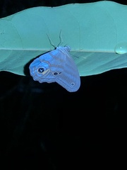 Chloreuptychia herseis