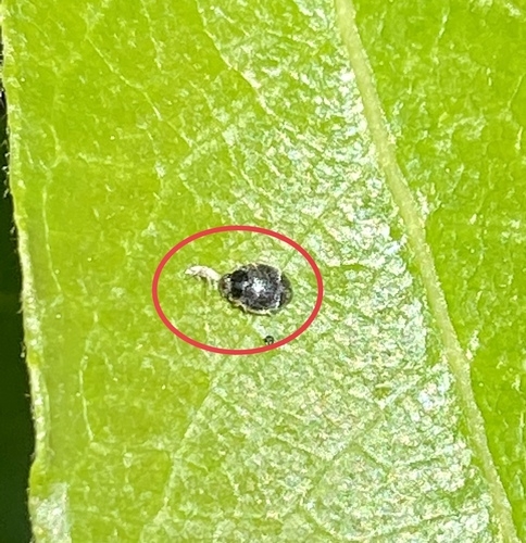 iNaturalist observation photo of Beetles