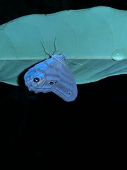 Chloreuptychia herseis