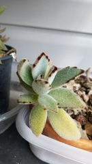 Kalanchoe tomentosa