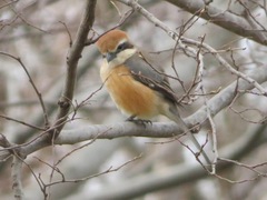 Lanius bucephalus