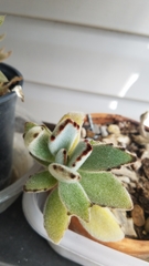 Kalanchoe tomentosa