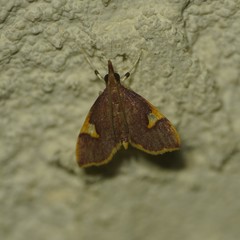 Deuterophysa fernaldi