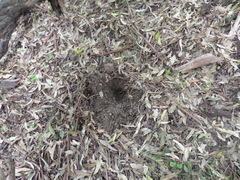 Tachyglossus aculeatus