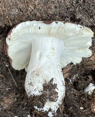 Russula cavipes