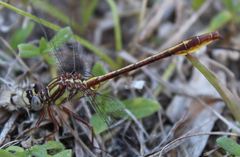 Phanogomphus cavillaris