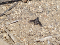 Diochanthrax morulus