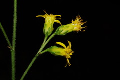 Solidago arenicola