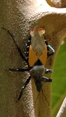 Apiomerus ochropterus