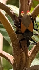 Apiomerus ochropterus