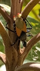 Apiomerus ochropterus