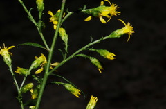 Solidago arenicola