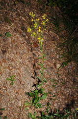 Solidago arenicola