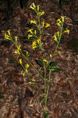 Solidago arenicola