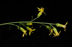 Solidago arenicola