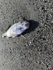 Genyonemus lineatus