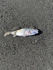Genyonemus lineatus