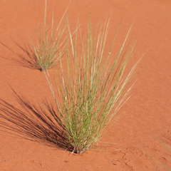 Aristida holathera