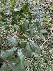 Dioscorea quartiniana