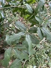 Dioscorea quartiniana