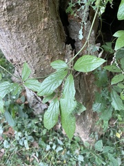 Dioscorea quartiniana