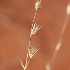 Monachather paradoxus