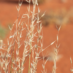 Monachather paradoxus