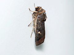Proteuxoa hydraecioides