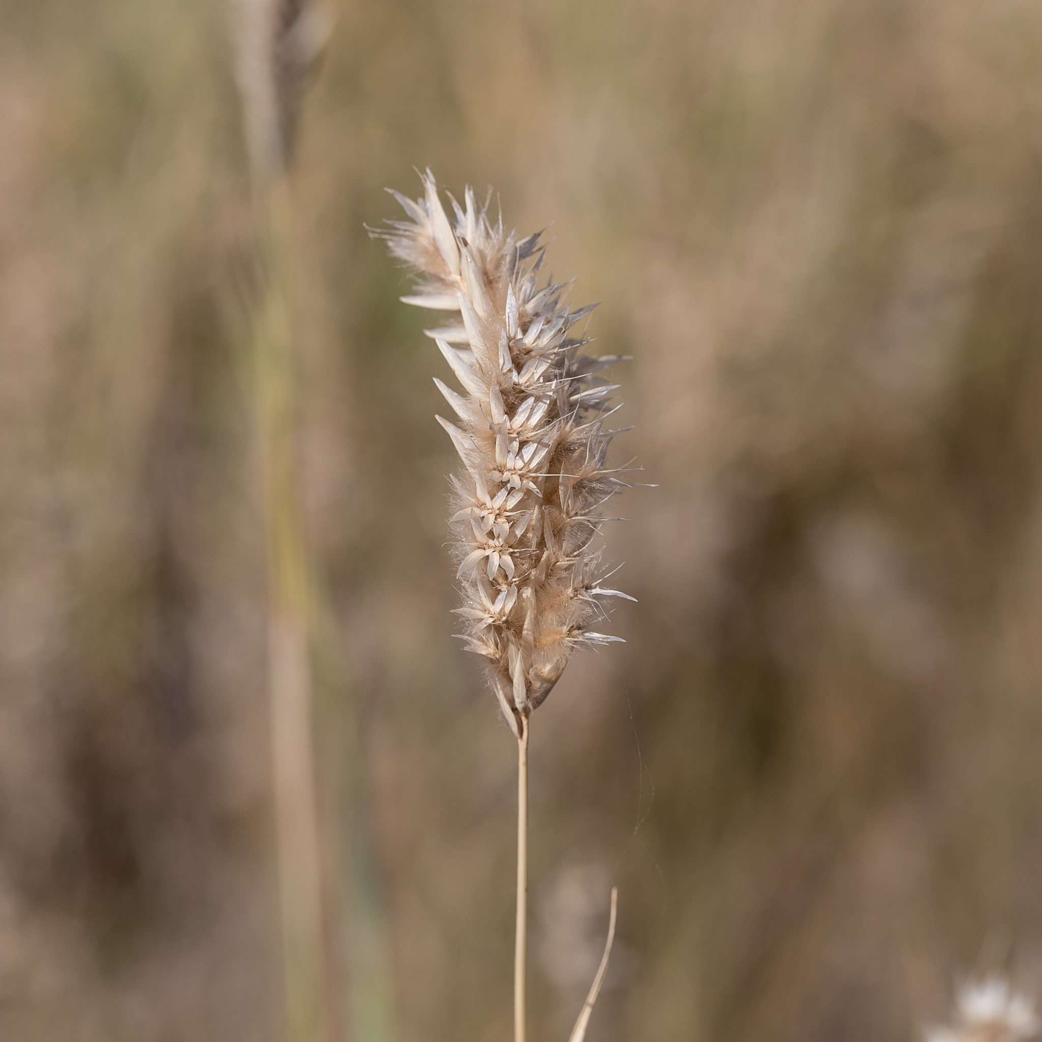 Astrebla pectinata