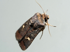 Proteuxoa hydraecioides