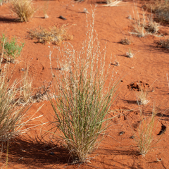 Monachather paradoxus